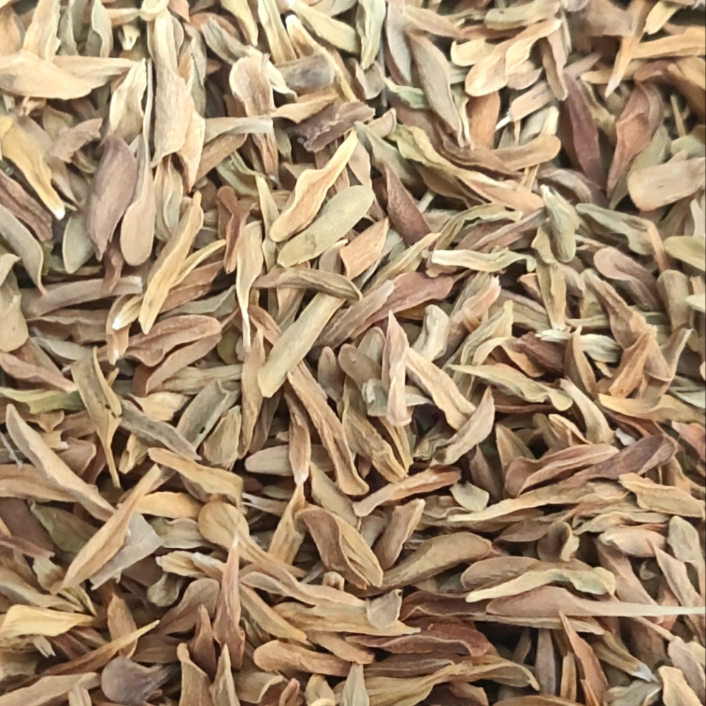 100 Loroco Seeds Semillas de Loroco